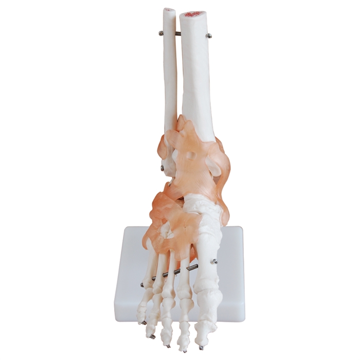 Xincheng Scientific Industries Co., LTD Anatomiskmodel, fod led med ligamenter, 20 cm høj