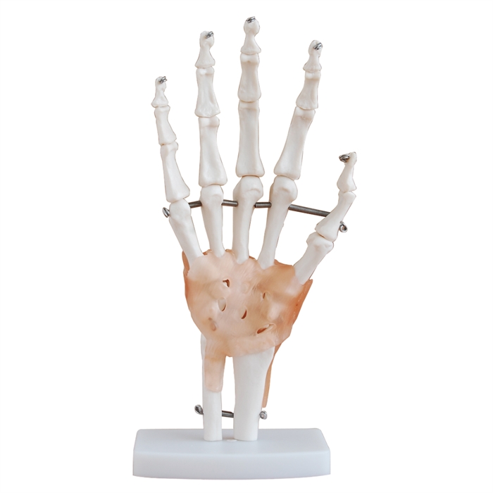 Xincheng Scientific Industries Co., LTD Anatomiskmodel, hånd led med ligamenter 18 cm høj
