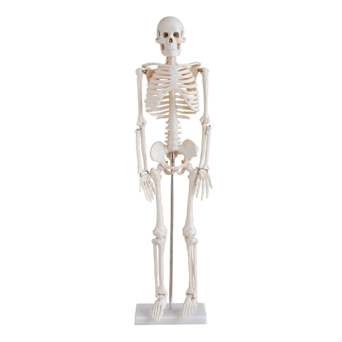 Anatomisk skeletmodel 85 cm halv størrelse