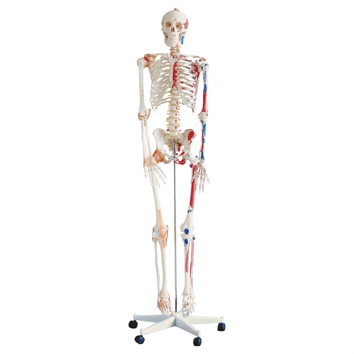 Xincheng Scientific Industries Co., LTD Anatomisk skeletmodel, 180 cm høj, inkl. hjulstativ