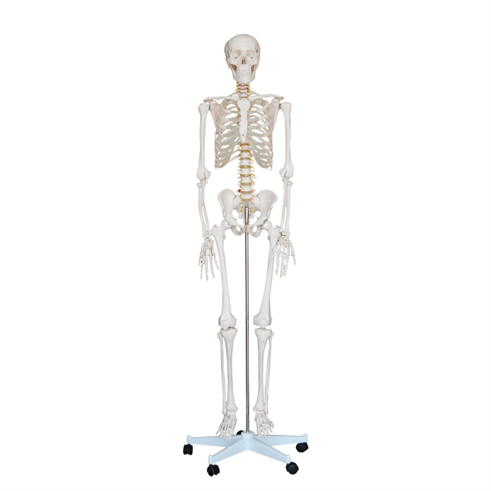 Anatomisk skeletmodel, 180 cm høj, inkl. hjulstativ