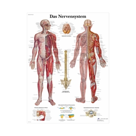 Nervesystemet anatomisk plakat, 51 x 67 cm