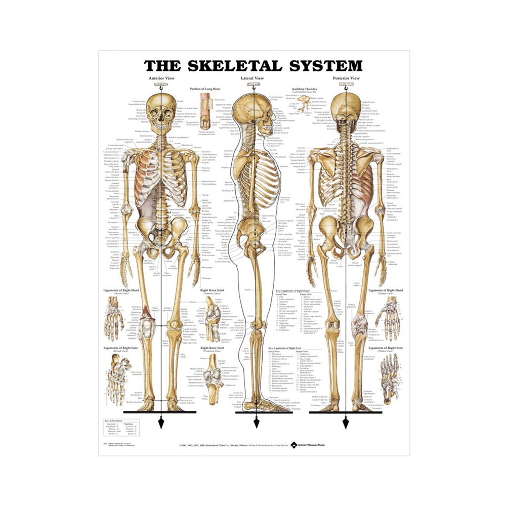 Ejendomsret boks uformel Skeletplakat anatomisk plakat, 51 x 66 cm | Clinical Innovation