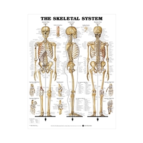Skeletplakat anatomisk plakat, 51 x 66 cm