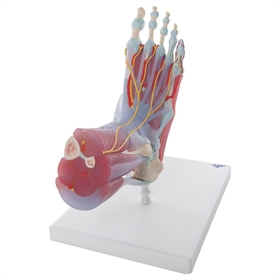 Fod med muskler, kar, nerver og ligamenter, anatomisk model, 6 dele