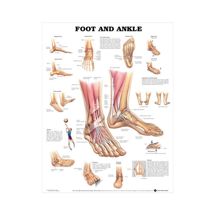 Fod Ankelplakat Lamineret Anatomisk Plakat 51 X 66 Cm