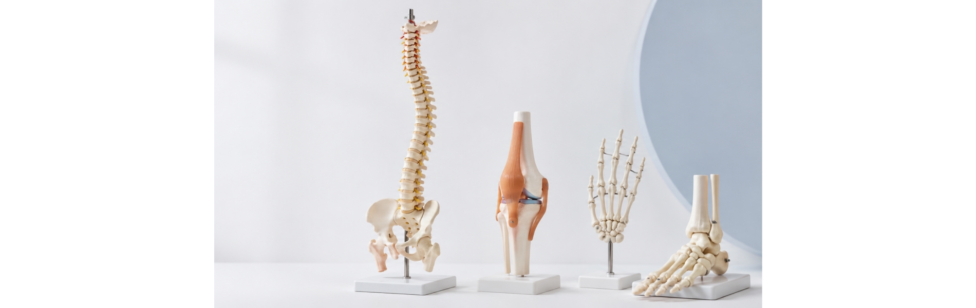 Anatomiske modeller - kategori