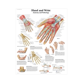 Hånd & håndled lamineret anatomisk plakat 51x66 cm