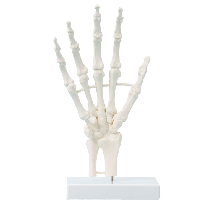 Hånd, anatomisk model, fuld størrelse