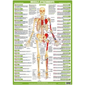 Major muscle attachments plakat, anterior view, anatomisk plakat