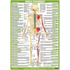 Major muscle attachments plakat, posterior view, anatomisk plakat