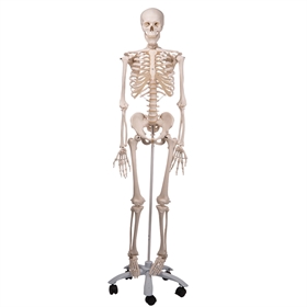Skelet, fuld størrelse, anatomisk model, 170 cm