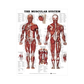 The Muscular system anatomisk plakat, 51x66 cm